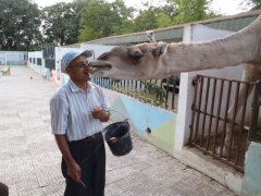 A zoo caretaker employs a unique feeding technique with a hungry camel; Setif
