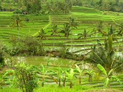 The gorgeous Jatiluwih rice terraces