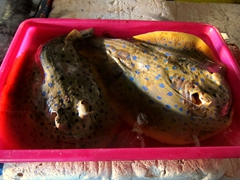 Bluespotted stingrays for sale; Jimbaran fish market