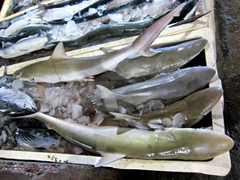 Sharks on display at the Jimbaran fish market