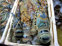 Blue lobsters for sale; Jimbaran fish market