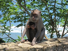 Monkeys seeking a handout at Green Bowl Beach