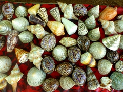 Sea shells for sale; Nusa Dua