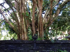 Holy tree; Tirta Empul water temple