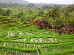 The Jatiluwih rice terraces offer several different day hikes for those interested