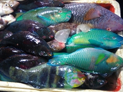 Parrot fish for sale; Jimbaran fish market