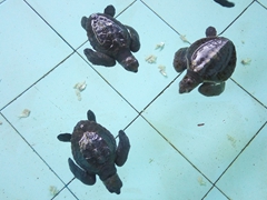 Baby green sea turtles; Serangan Tutle Conservation Center