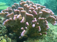 Purple coral 