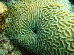Interesting coral formation