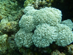 Patches of soft coral abound