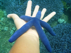Blue starfish everywhere