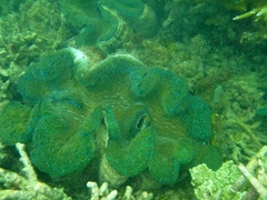 Coral View resort has a giant clam sanctuary. This clam is about 3 feet in length!