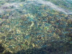 Fish swarm our boat at Blue Lagoon (made famous by the movie of the same name); Nanuya Island