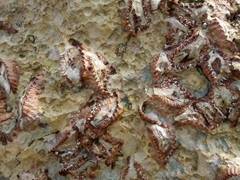 Fossilized shells; Sawa-i-Lau island