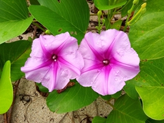 Pretty purple flowers;  Nacula Island