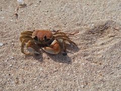 A fearless crab checks us out; Nacula Island