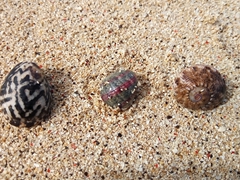 Unique hermit crab shells