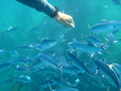 Loads of fish at the snorkel spot near Beachcomber Island