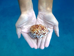 Pretty sea shells abound around Taveuni