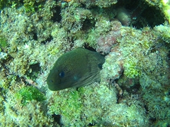 Spotting a moral eel while snorkeling in front of our villa