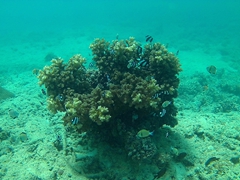 Juvenile fish hiding in coral