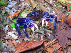 A defiant purple crab blocks our way on the hiking track; Tavoro