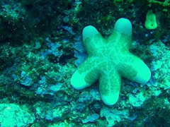 Fat starfish