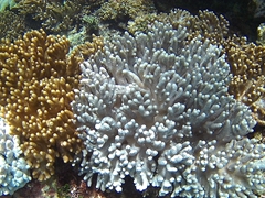 Magic coral - if you touch it, the coral changes color from brown to white!