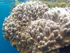 Pretty coral at Siga Siga Sands