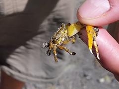 The beach near Wavi Island was full of colorful crabs with one massive claw