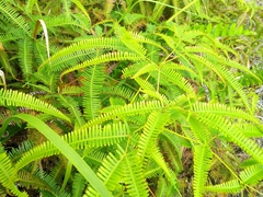 Green ferns galore