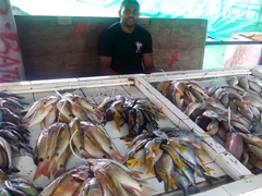 Bundles of fresh fish for sale for only 20 FJD each