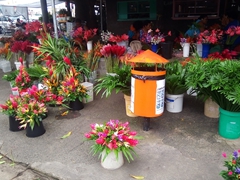 Fresh flowers for sale; Suva