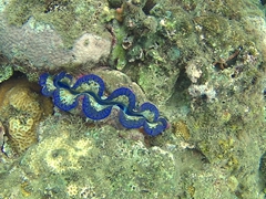 Colorful giant clam
