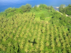 Our plane's shadow as we descend on Pentecost Island