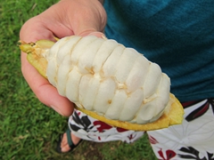 Yum! The cocoa fruit is delicious and has an uncanny taste similar to soursop