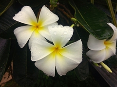 Flowers soaked by the rain; Turtle Bay Lodge