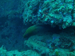 A moray eel makes the Coolige its home