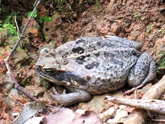 An obese frog on the WWII Heritage Trail