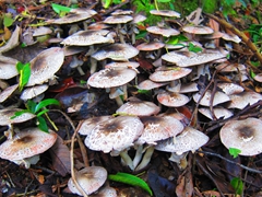 Dozens of mushrooms on the adventure trail hike to Mt Alava