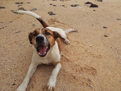Befriending a dog at 2 Dollar Beach