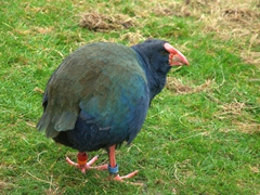 This big blue flightless bird, takahe, was brought back from near extinction. Today, takahe can be seen at the Te Anau Bird Sanctuary 