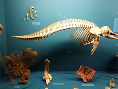 Sea life section of Southland Museum