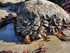 Mussels firmly embedded in rock at Camp Bay; Banks Peninsula