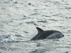 A final glance goodbye at the friendly dusky dolphins of Kaikoura