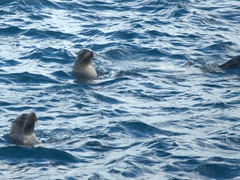 Curious fur seals checking us out; Kaikoura