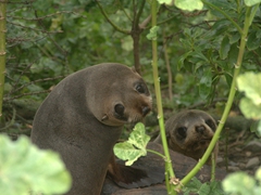"Who you looking at" - baby fur seals; Kaikoura