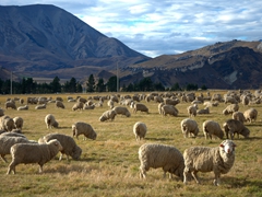 Sheep in pasture; Castle Hill