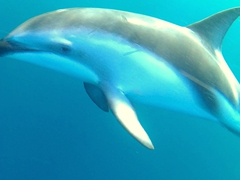 Coming in for a close up - dusky dolphins are super curious and playful!