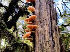 Mushrooms growing on tree bark; Lake Matheson